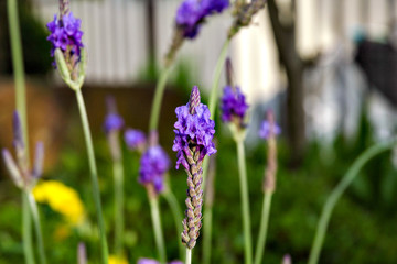 Half out lavender flowers in Japan