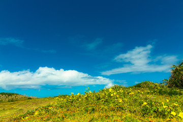 宮古島で青空とたんぽぽのある風景