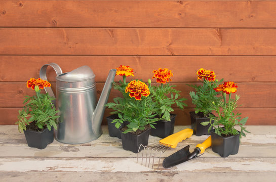 Seedlings marigold flowers, gardening tools and watering can on wooden background. View with copy space.