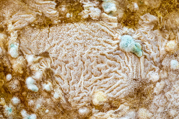 Mold on food, closeup for texture