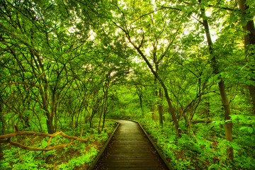 walkway in forest