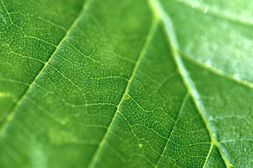 closeup of green leaf
