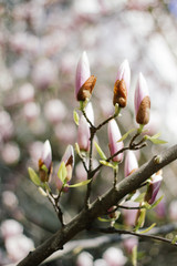 Beautiful purple magnolia soulangeana bud in the spring season on the magnolia tree. Magnolia bud.