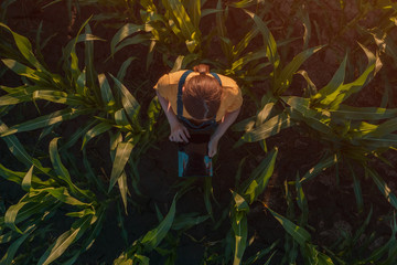 Agronomist woman using tablet computer in corn field