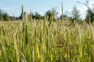 Green field of young wheat sprouts, to the horizon