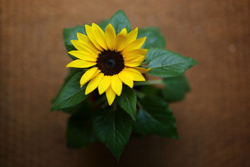 Sunflower in a pot with strong colors