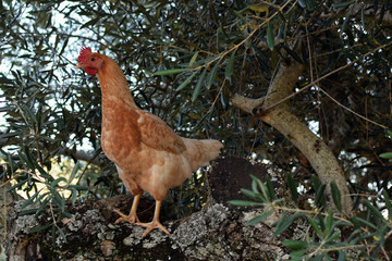 free range chicken on olive tree