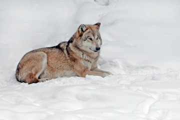 adult fluffy big wolf in the wild in winter