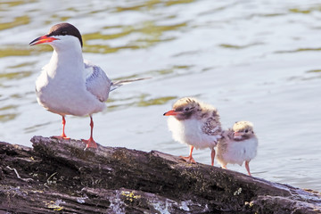 tern with a brood of small Chicks on bank of the river