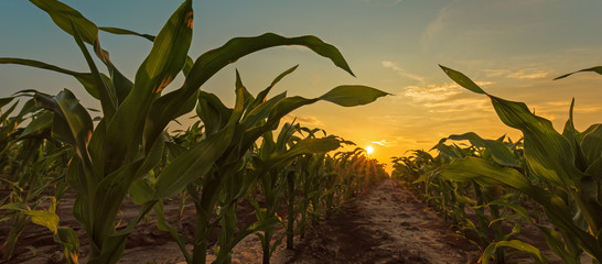 Obraz premium Corn field in sunset