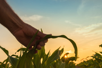 Farmer is examining corn crop plants in sunset