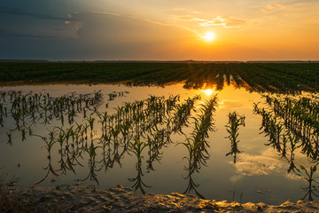 Flooded young corn field plantation with damaged crops in sunset