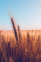 Ripe ears of wheat in cultivated agricultural field