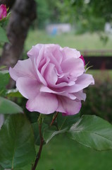 róża, kwiat,ogród ,fiolet,płatek ,