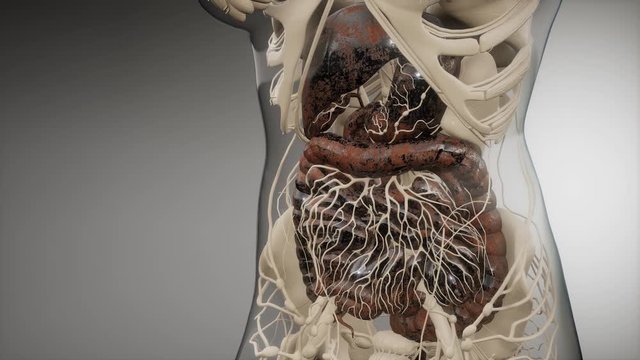 3d illustration of human digestive system parts and functions
