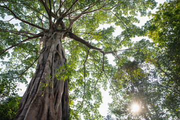 The canopy of tall trees framing a sky with the sun shining. Green leaves shining in the sun on blue sky background.