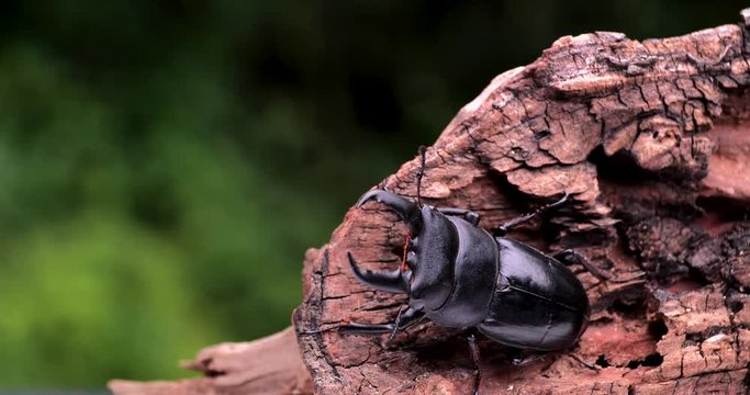 I shot a video of a big stag beetle with a slider.