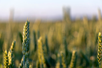 Fototapeta premium Close up of green wheat on a warm soft spring sun. Wheat plant detail in Agricultural field