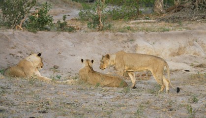 Naklejka na ściany i meble un groupe de lionnes dns la savane en Afrique du Sud