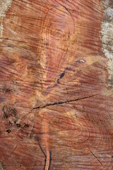  Background. Tree rings on the stump