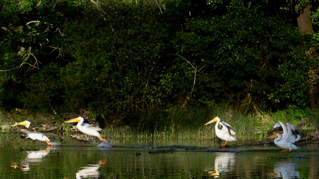 Pelicans taking flight on a calm lake morning reflected in the water