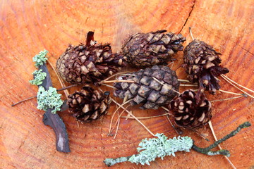  Background. Pine cones on saw cut tree