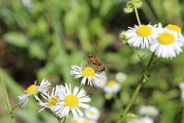 Bee closeup on daisy