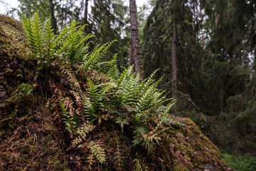 A young, fresh fern (Polypodiophyta) grows on a hill in a pine forest.