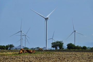 landscape of wind turbines field