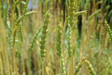 Ripe golden wheat spikes on farm field