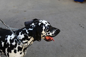 Dalmatian