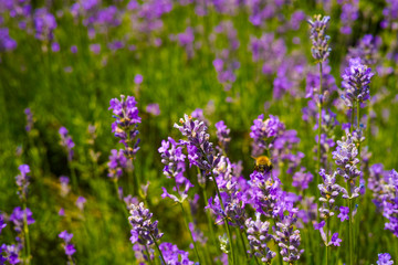 Organic honey farm, production of lavender honey, bee on lavender flowers