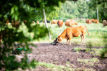 Motive auf dem Land zwischen Feldern