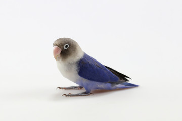 Blue masked lovebird isolated on the white background