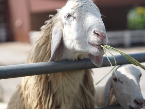 Sheep in farm animals closeup face Fleece