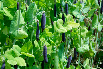 Ripe english garden peas plant, pea pod Blauwschokkers, close up