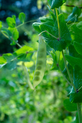 English garden peas plants, ripe yellow pod with shine through peas close up