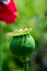 Opium poppy seeds green capsule close up
