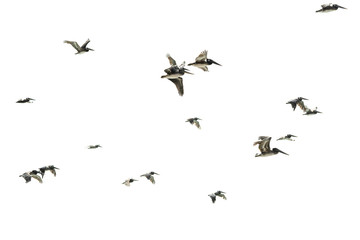 Flock of Birds. Flying Pelicans Against White Background