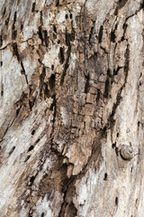 Close up of the remains of an old wooden surface decay.
