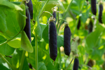 Ripe english garden peas plant, pea pod Blauwschokkers, close up