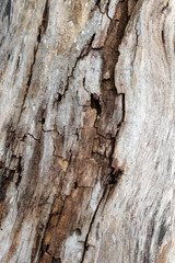 Close up of the remains of an old wooden surface decay.