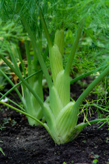 Obraz premium Healthy vegetables growing in garden, young green bulb of fennel plant