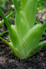 Obraz premium Healthy vegetables growing in garden, young green bulb of fennel plant