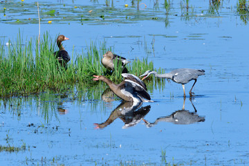 Streit zwischen Graureiher und Graugans © Karin Jähne