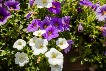 Purple White Flowers