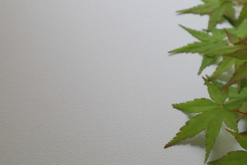 緑のもみじ葉と白背景