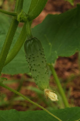 A farmer is happy - there will be a harvest.