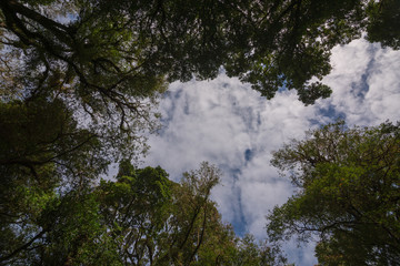 Obraz na płótnie Canvas Forest and sky in ant view