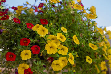 Red Yellow Flowers